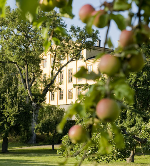 Äppelträd i herrgårdens trädgård