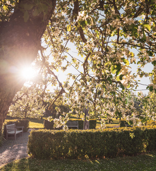 Äppelträden blommar