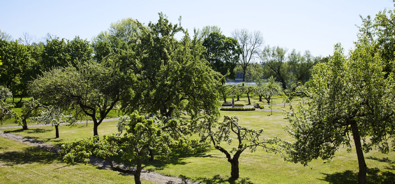 Herrgårdens trädgård har flera äppelträd