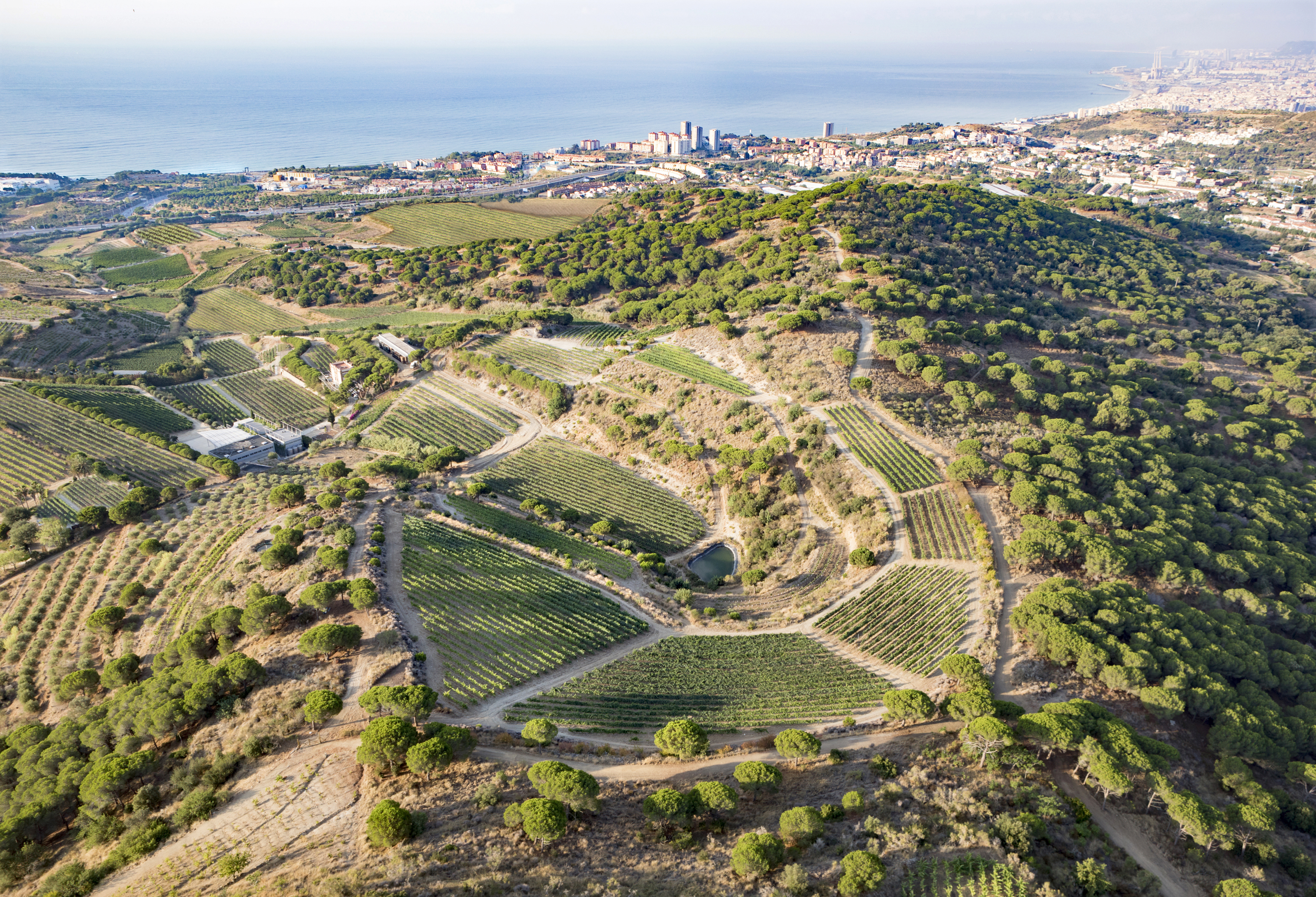 Vingården Alta Alella