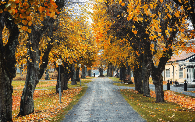 Trädallé i höstfärger