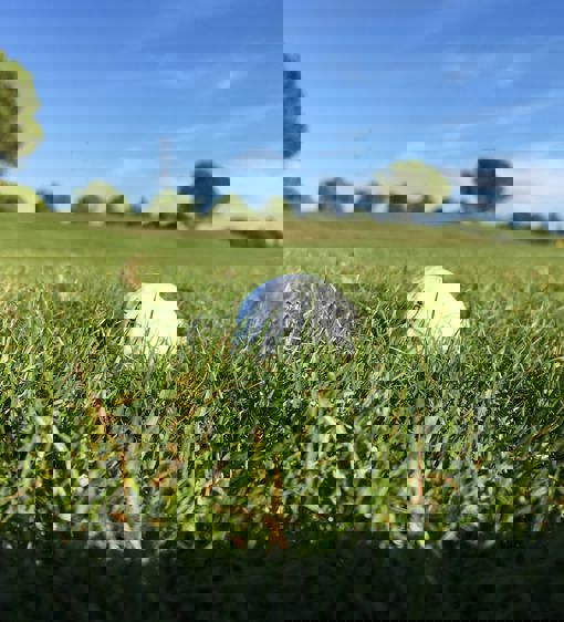 Golfboll i grönt gräs