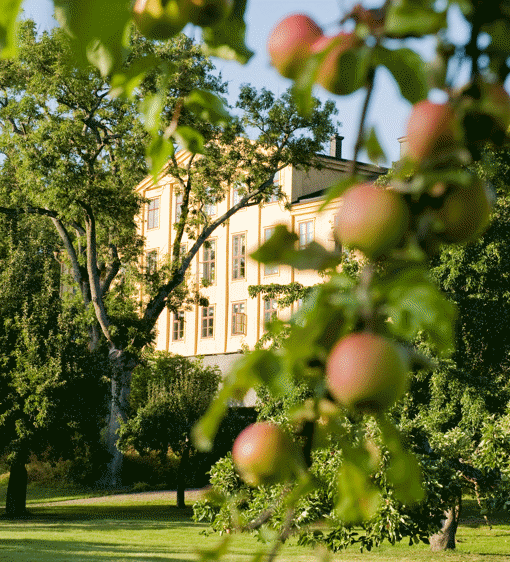 Äppelträd och grönskande omgivningar