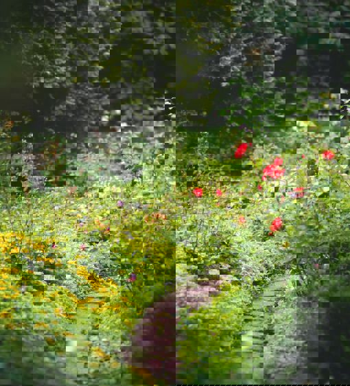 Vacker gångstig bland grönska och blommor