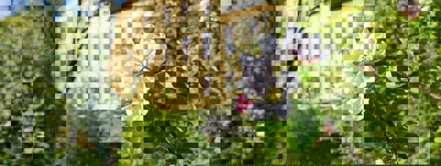 Herrgården när äppelträden blomstrar