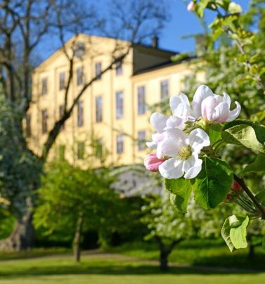 Herrgården när äppelträden blomstrar