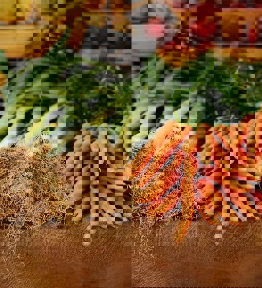 Nyskördade färska grönsaker