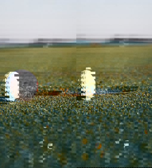 Golfboll på golfbana